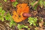 Rubroboletus dupainii image
