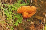 Rubroboletus dupainii image