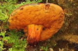 Rubroboletus dupainii image