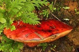 Rubroboletus dupainii image