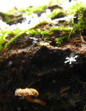 Mycena corticola image