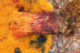 Rubroboletus dupainii image