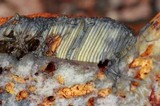 Rubroboletus dupainii image