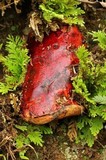 Rubroboletus dupainii image