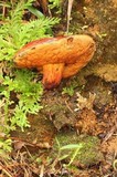 Rubroboletus dupainii image