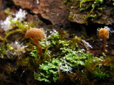 Mycena corticola image