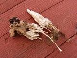 Coprinopsis picacea image