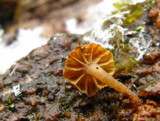 Mycena corticola image