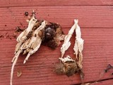 Coprinopsis picacea image