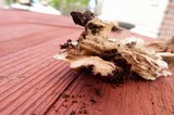 Coprinopsis picacea image