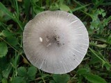 Amanita sect. Vaginatae image