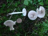 Amanita sect. Vaginatae image