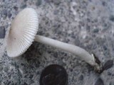 Amanita sect. Vaginatae image