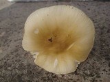 Amanita flavorubens image