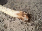 Amanita flavorubens image