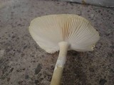 Amanita flavorubens image