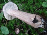 Tylopilus rubrobrunneus image