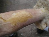Tylopilus rubrobrunneus image