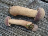 Tylopilus rubrobrunneus image