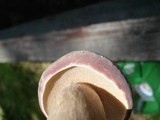 Tylopilus rubrobrunneus image
