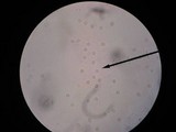 Amanita rhacopus image