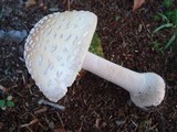 Amanita velatipes image