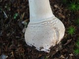Amanita velatipes image
