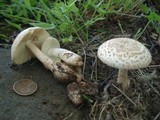 Amanita pseudovolvata image