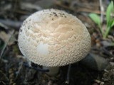 Amanita pseudovolvata image