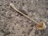 Conocybe apala image
