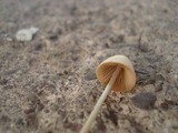 Conocybe apala image