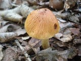 Cortinarius corrugatus image