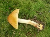 Cortinarius corrugatus image