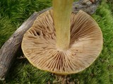 Cortinarius corrugatus image