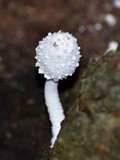 Leucocoprinus cretaceus image