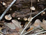 Hohenbuehelia angustata image