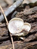 Hohenbuehelia angustata image