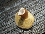 Gyroporus castaneus image