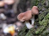 Gymnopus luxurians image