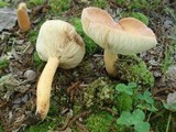 Lactarius volemus image