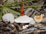 Ganoderma curtisii image