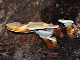 Ganoderma curtisii image