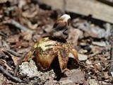 Geastrum quadrifidum image