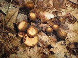 Galiella rufa image