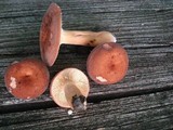 Lactarius volemus image
