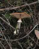 Armillaria sinapina image