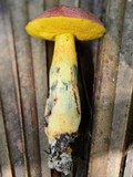 Boletus sensibilis image