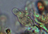 Gymnopilus lepidotus image