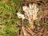 Thelephora penicillata image