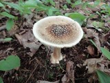 Amanita brunnescens image